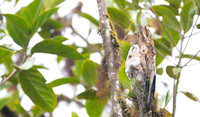 Common Potoo