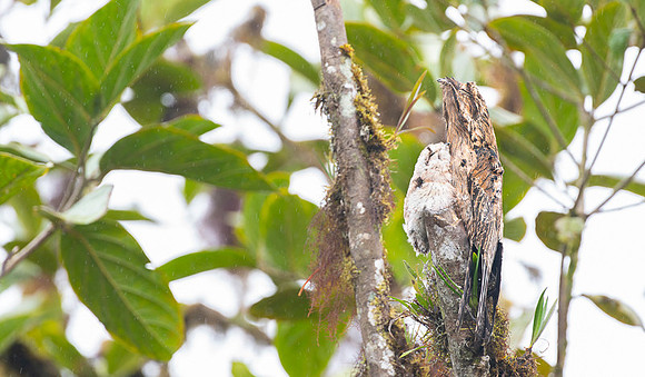 Common Potoo