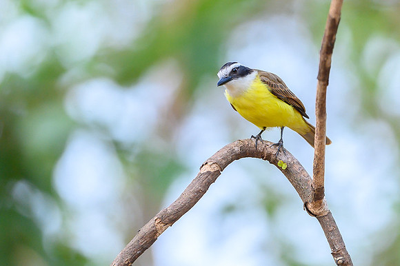 Great Kiskadee