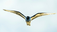 Sabine's gull