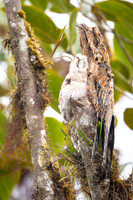 Common Potoo