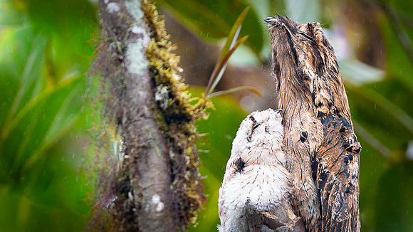 Common Potoo