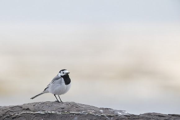 White Wagtail / Pliszka siwa