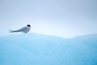 Arctic Tern