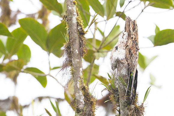 Common Potoo