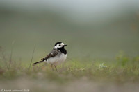 White Wagtail / Pliszka siwa
