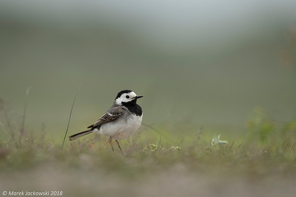 White Wagtail / Pliszka siwa