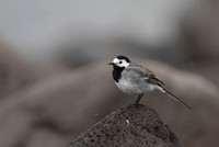 White Wagtail / Pliszka siwa