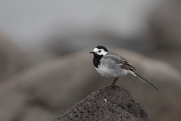 White Wagtail / Pliszka siwa