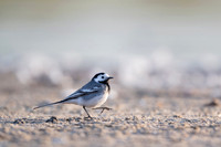 White Wagtail / Pliszka siwa