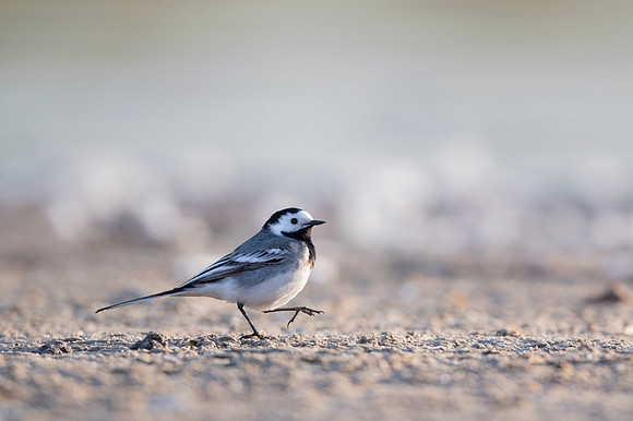 White Wagtail / Pliszka siwa