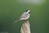 White Wagtail / Pliszka siwa