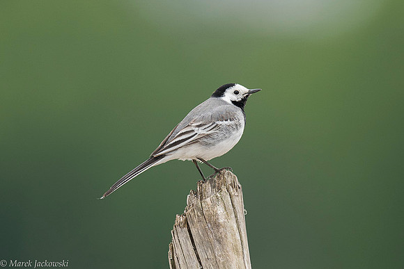 White Wagtail / Pliszka siwa