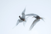 Arctic Tern