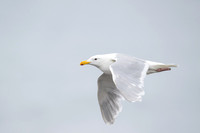 Heermann’s Gull