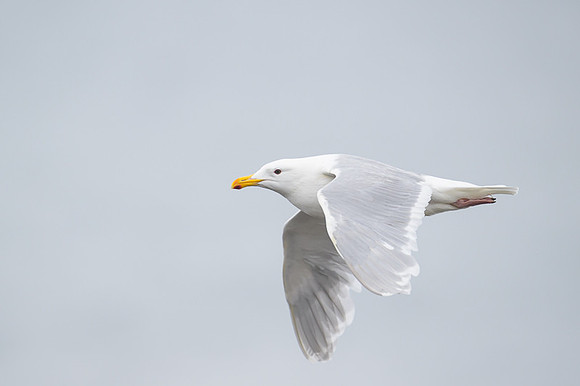 Heermann’s Gull
