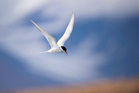 Arctic Tern
