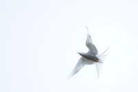 Arctic Tern