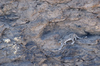 Snow leopard