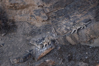 Snow leopard