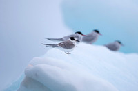 Arctic Tern