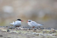 Arctic Tern