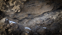 Snow leopard