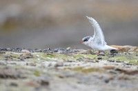 Arctic Tern