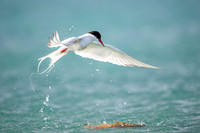 Arctic Tern