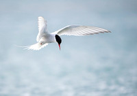 Arctic Tern