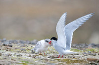 Arctic Tern