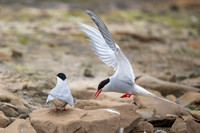 Arctic Tern