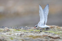 Arctic Tern