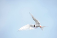 Arctic Tern