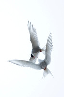 Arctic Tern