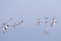 Arctic Tern