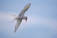 Arctic Tern