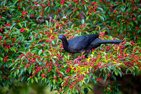 Black Guan