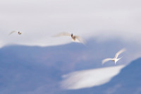 Arctic Tern