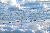 Arctic Tern