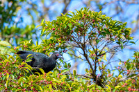 Black Guan