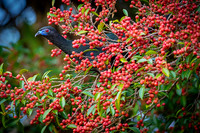 Black Guan