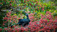 Black Guan