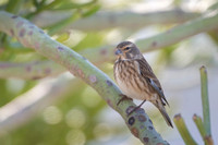 Common linnet