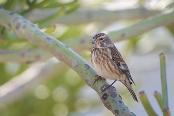Common linnet