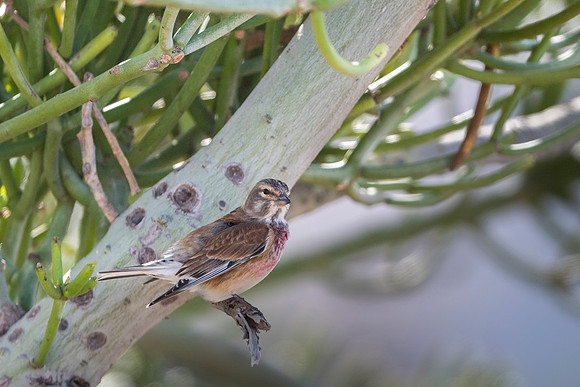Common linnet