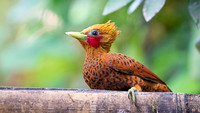 Chestnut-colored Woodpecker