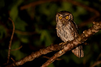 Pacific-Screech Owl