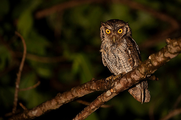 Pacific-Screech Owl