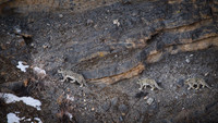 Snow leopard
